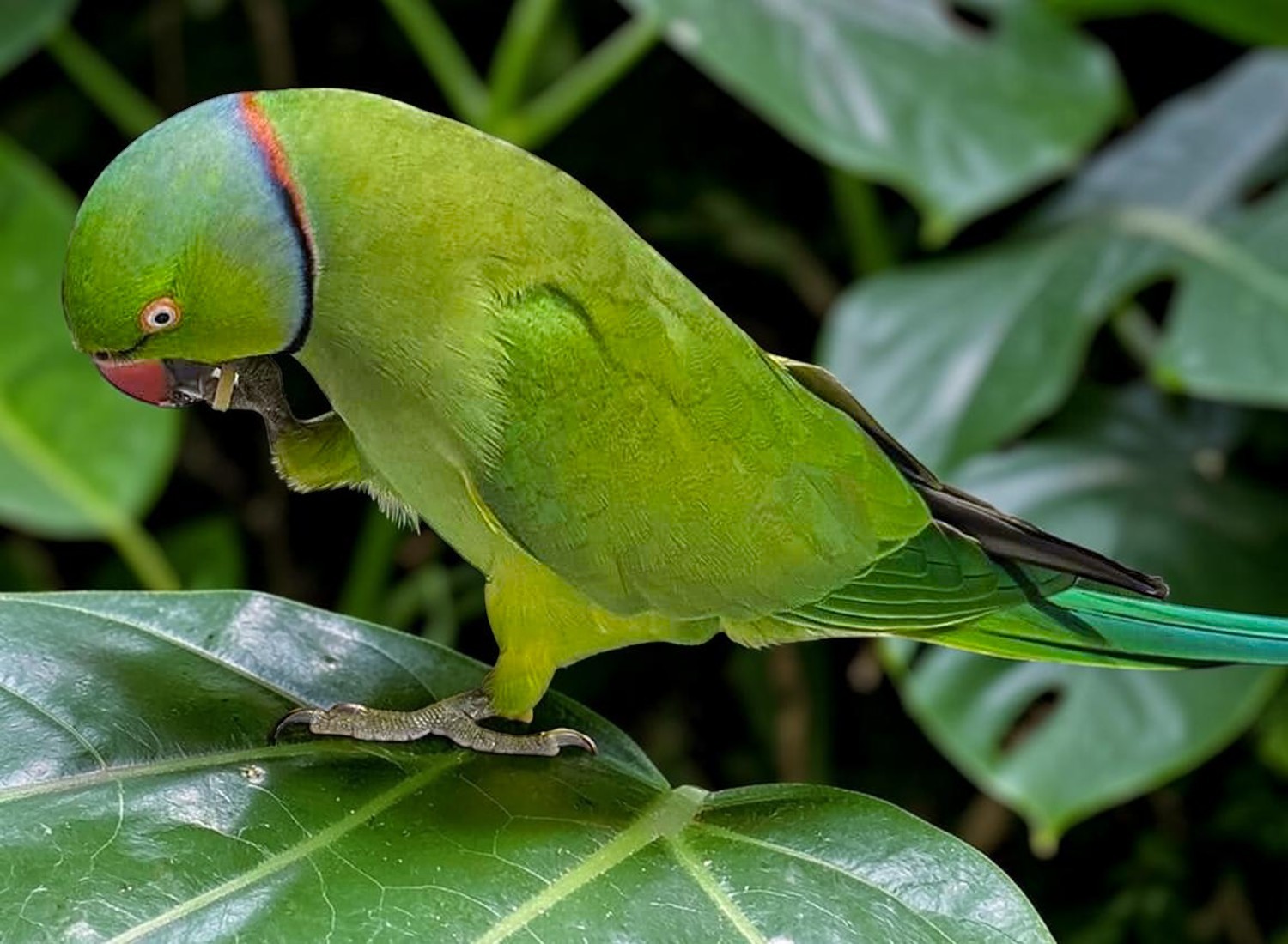 Indian Ring-necked Parakeet — vivid green male with rose and black neck ring — HFFN member's bird