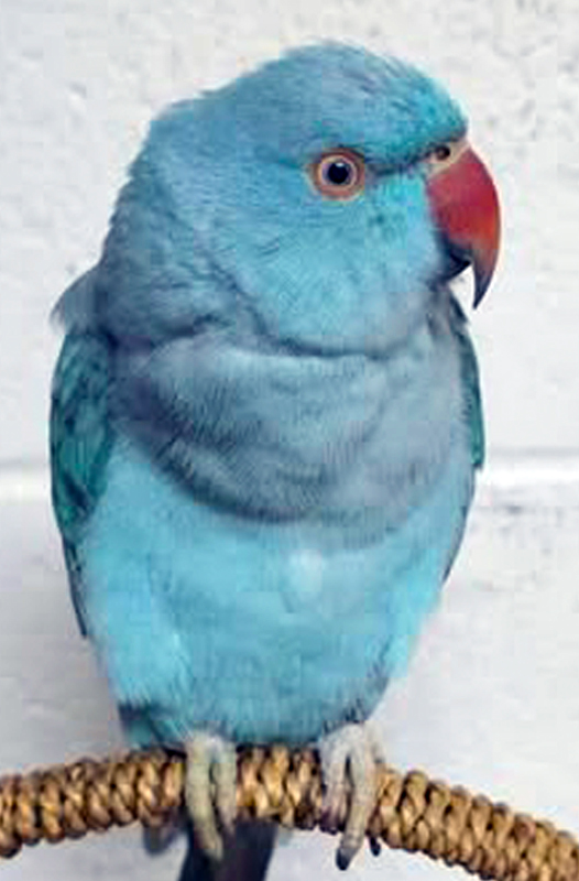 Indian Ring-necked Parakeet — vivid green male with rose and black neck ring — HFFN member's bird