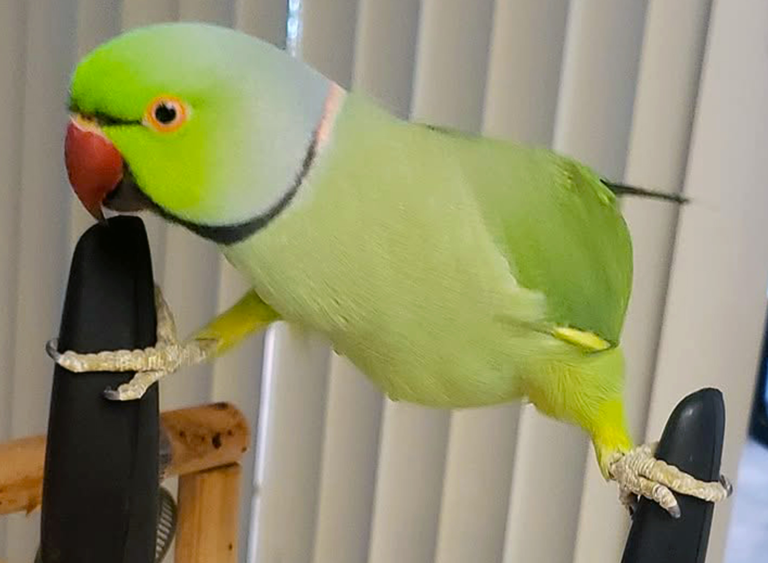 Indian Ring-necked Parakeet — perched and alert — HFFN member's bird on Oʻahu