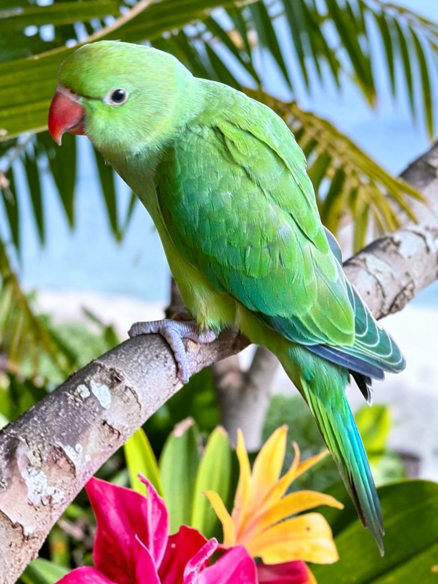 Indian Ring-necked Parakeet — HFFN member's bird