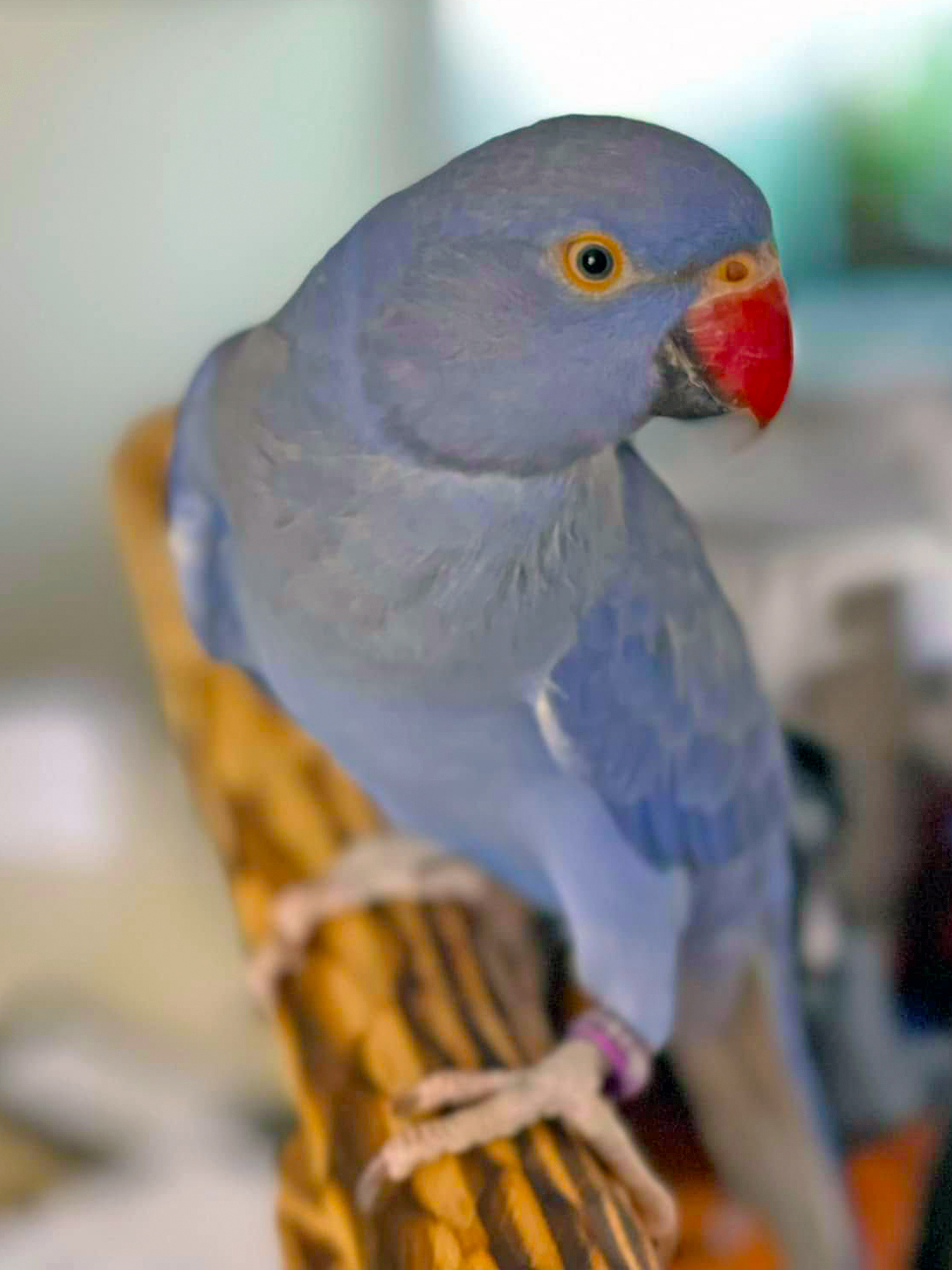 Indian Ring-necked Parakeet — HFFN member's bird