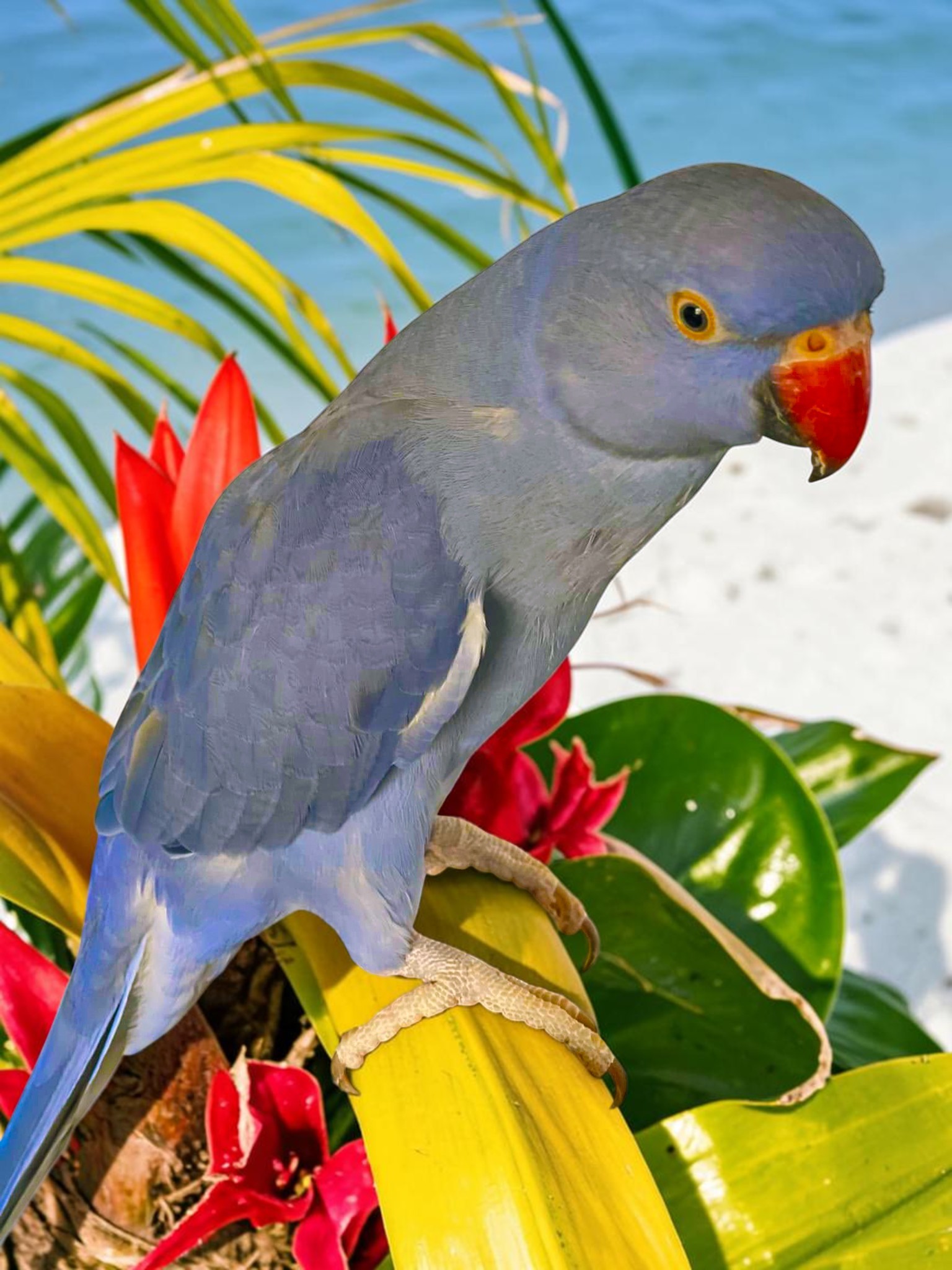 Indian Ring-necked Parakeet — HFFN member's bird