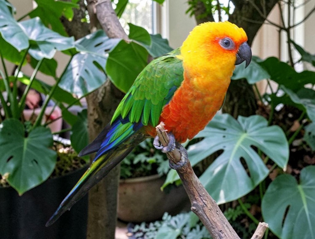 Jenday Conure — vivid orange head and green body — HFFN member's bird on Oʻahu