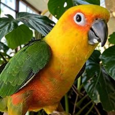 Jenday Conure — HFFN member's bird on Oʻahu