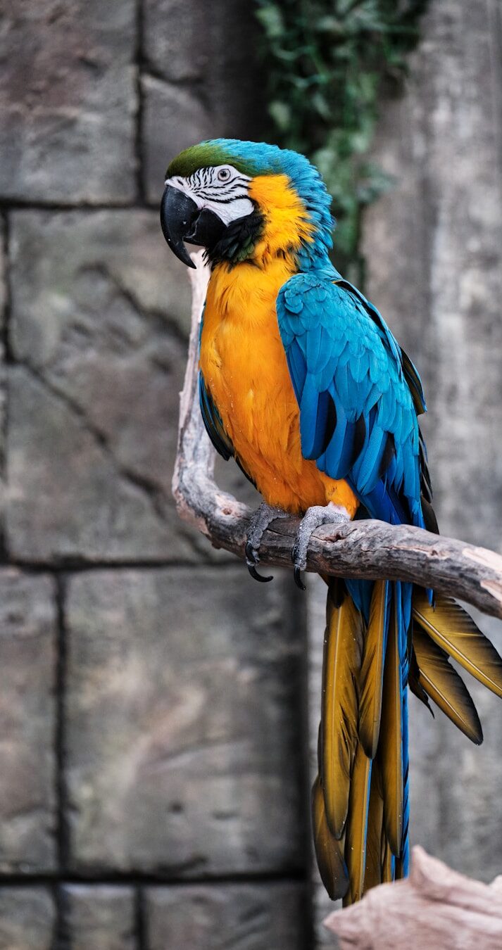 Parrot perches on a branch