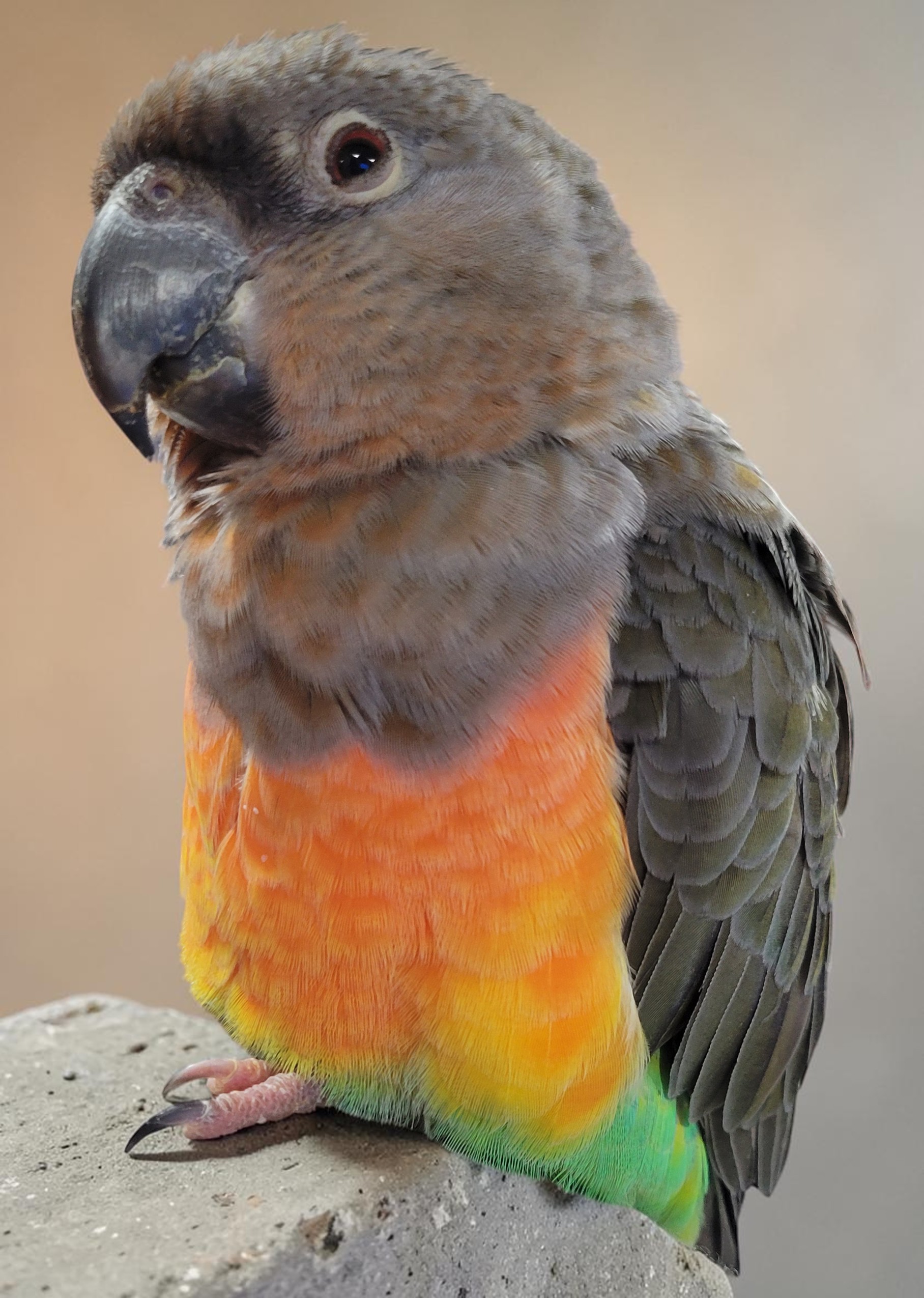 Male Red-bellied Parrot — alert posture showing full body coloration — HFFN member's bird