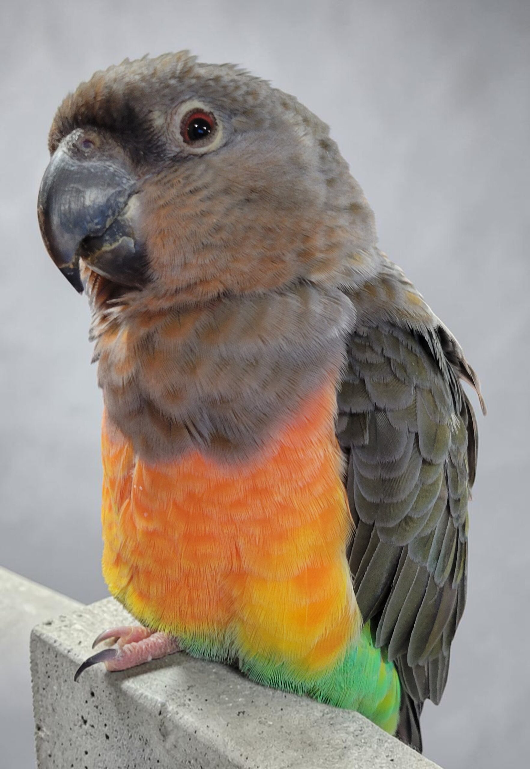 Male Red-bellied Parrot — close up showing vivid orange-red belly — HFFN member's bird