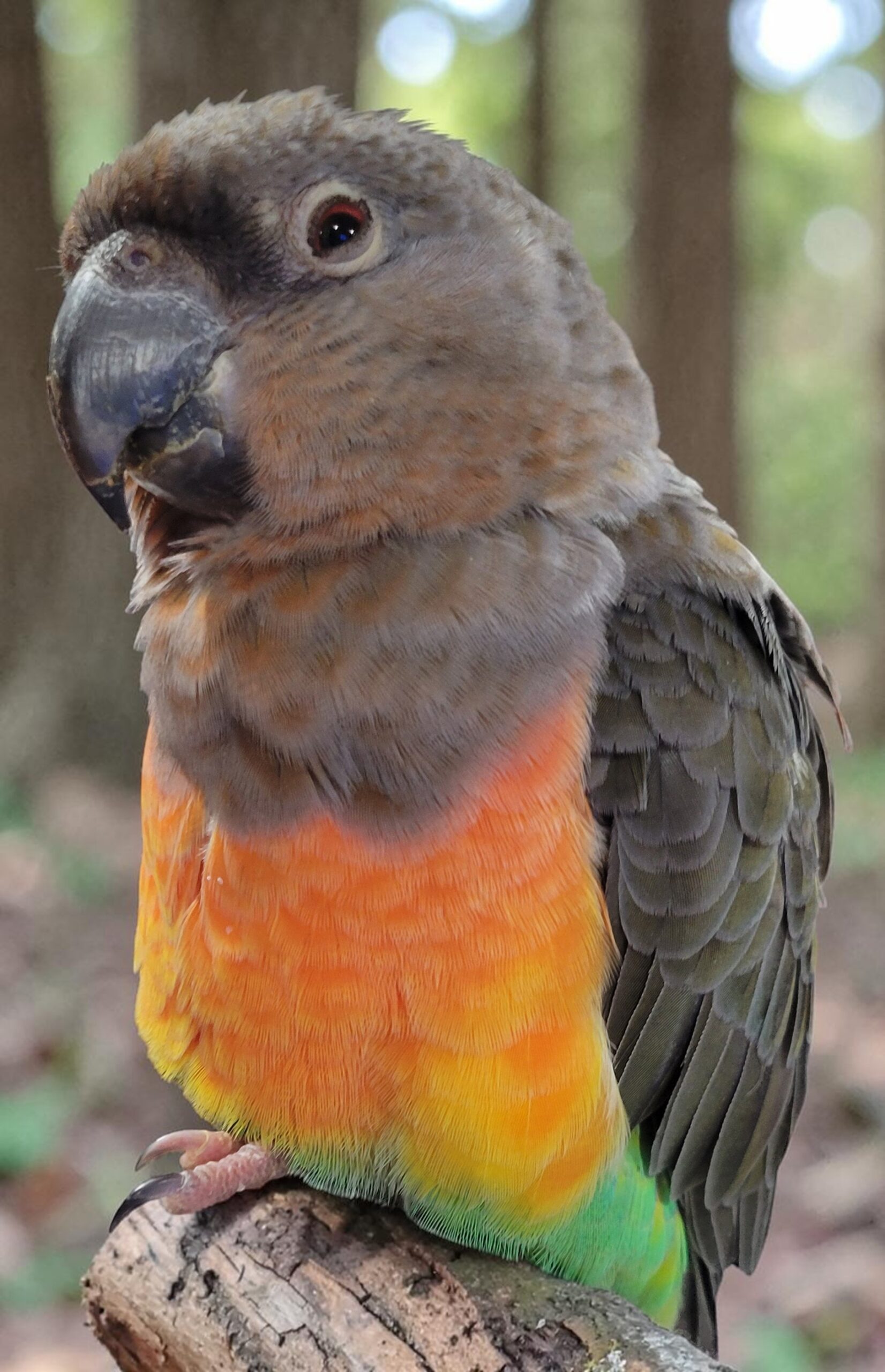 Male Red-bellied Parrot — vivid orange-red belly contrasting with grey-brown back — HFFN member's bird