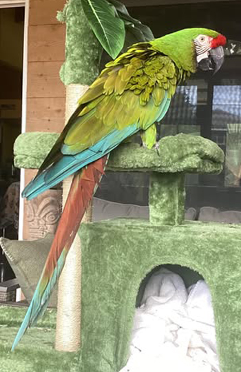Military Macaw — olive green plumage with red forehead patch