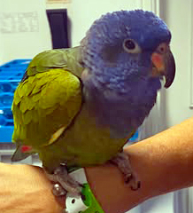 Blue-headed Pionus Parrot — striking cobalt blue head contrasting with rich green body — Hawaiʻi Parrot Forum member photo