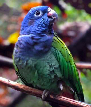 Blue-headed Pionus Parrot perched — showing vivid blue head and rich green body — Hawaiʻi Parrot Forum member photo