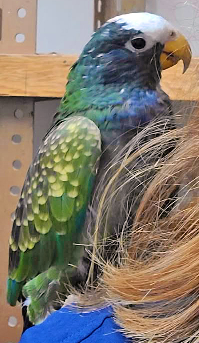 White-capped Pionus Parrot — white forehead patch and blue-violet body — Hawaiʻi Parrot Forum member photo