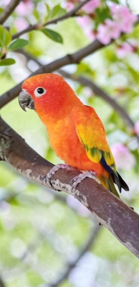Red Factor Sun Conure — HFFN member's bird on Oʻahu