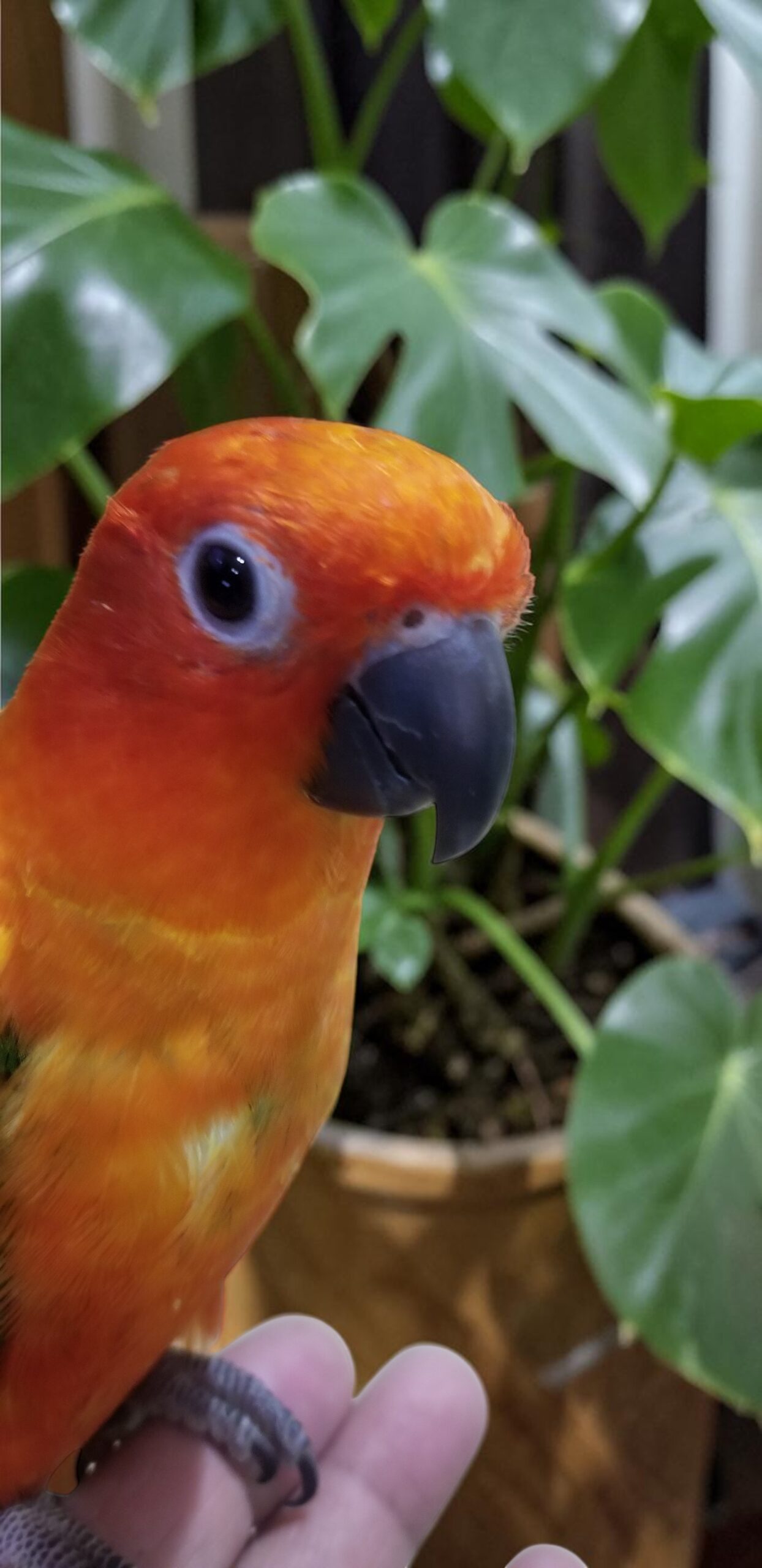 Red Factor Sun Conure — HFFN member's bird on Oʻahu