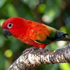 Red Factor Sun Conure — enhanced deep red-orange plumage — HFFN member's bird on Oʻahu
