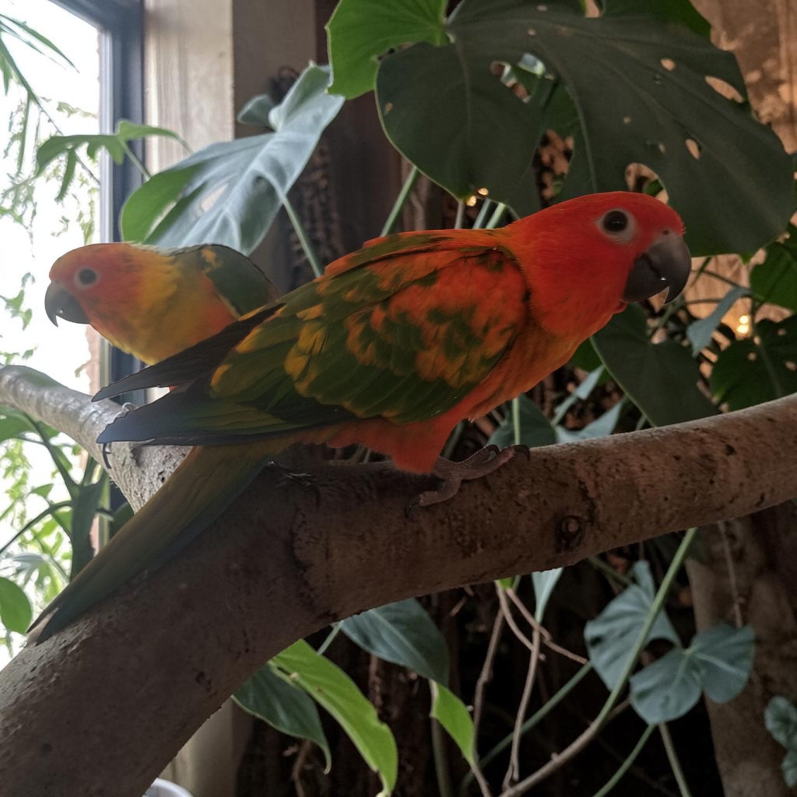 Red Factor Sun Conure alongside a normal Sun Conure — showing color comparison — HFFN member birds