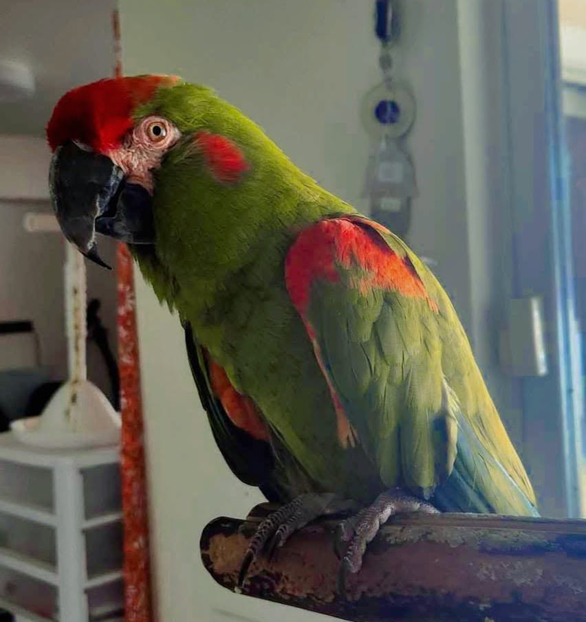 Red-Fronted Macaw — green body with vivid red forehead and shoulders