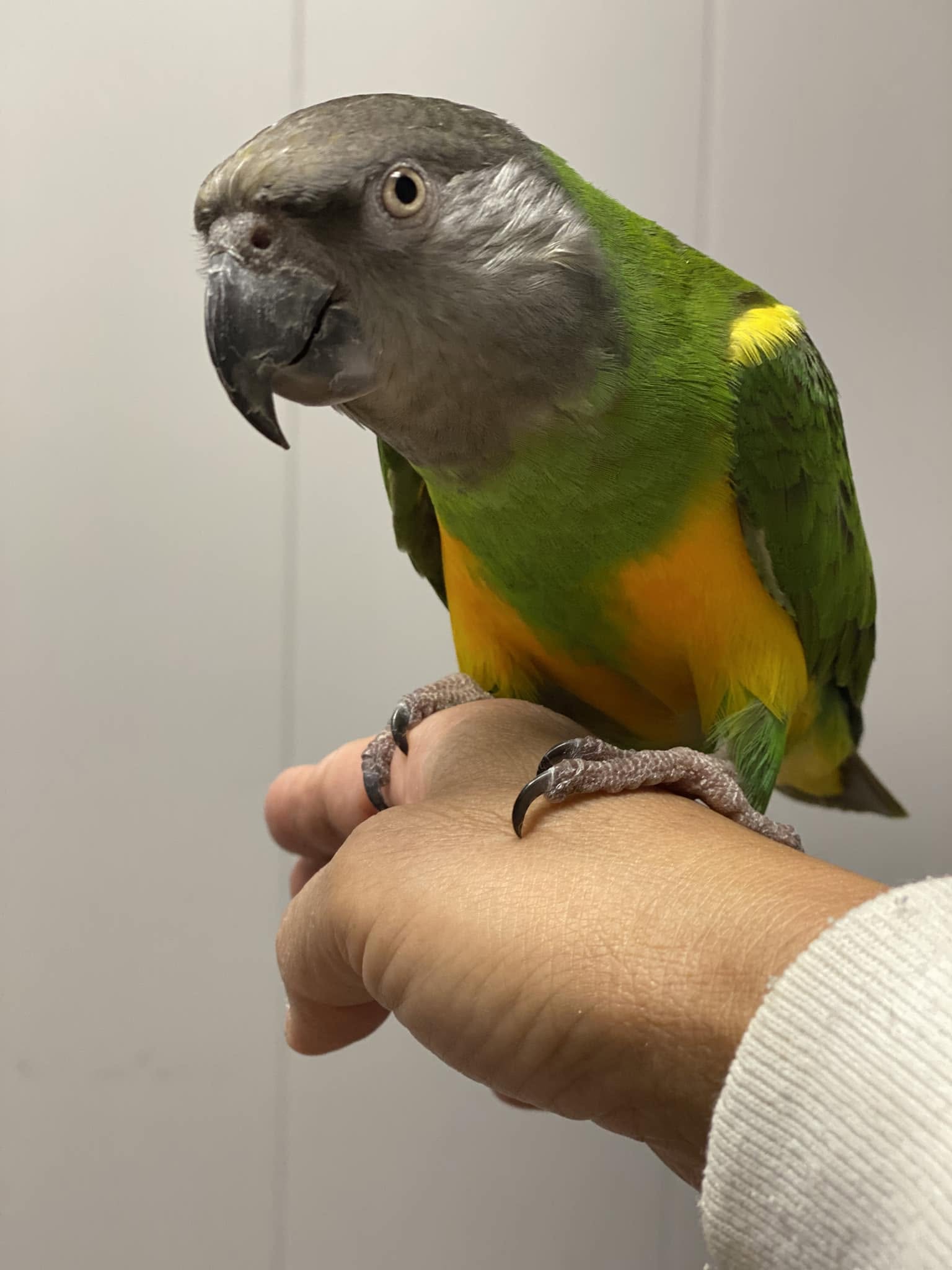 Senegal Parrot perched — showing alert, intelligent expression — Hawaiʻi Parrot Forum member photo