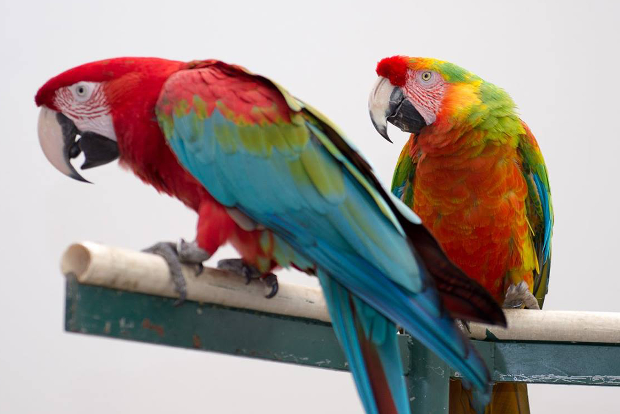 Green-Winged Macaw with a Hybrid Macaw — HFFN member birds on Oʻahu