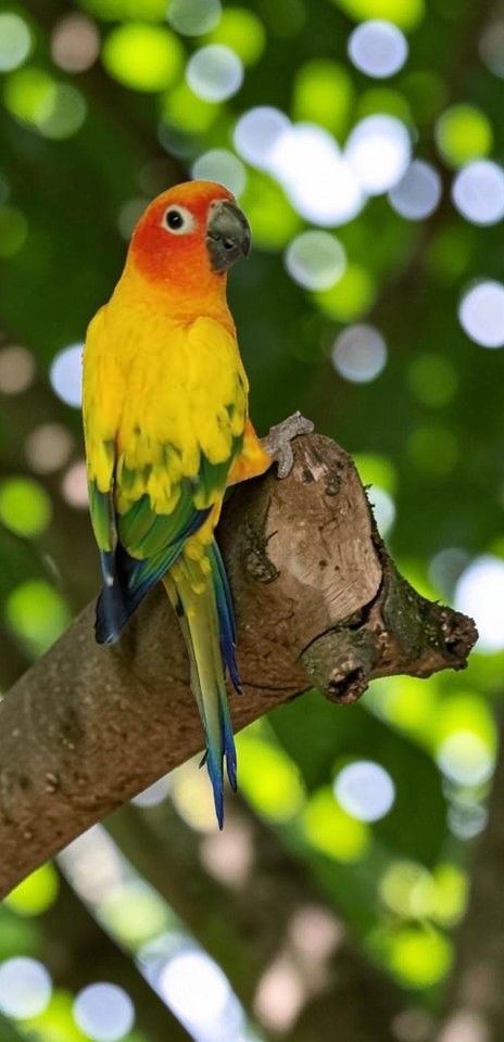Sun Conure — brilliant orange-yellow plumage — HFFN member's bird on Oʻahu