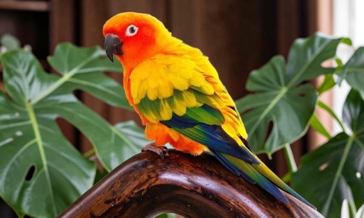 Sun Conure — vivid orange and yellow plumage — HFFN member's bird on Oʻahu