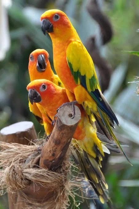 Sun Conures together — HFFN member birds on Oʻahu