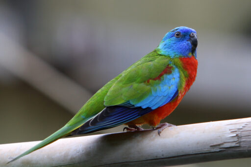 Turquoisine grasskeet John Kuk via Flickr