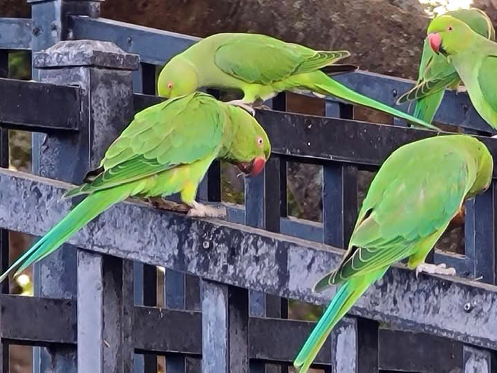 Wild Rose-Ringed Parakeets on Oʻahu, Hawaiʻi — HFFN Wild Parrots Guide