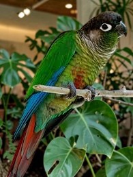 Green Cheek Conure — normal coloration — HFFN member's bird on Oʻahu