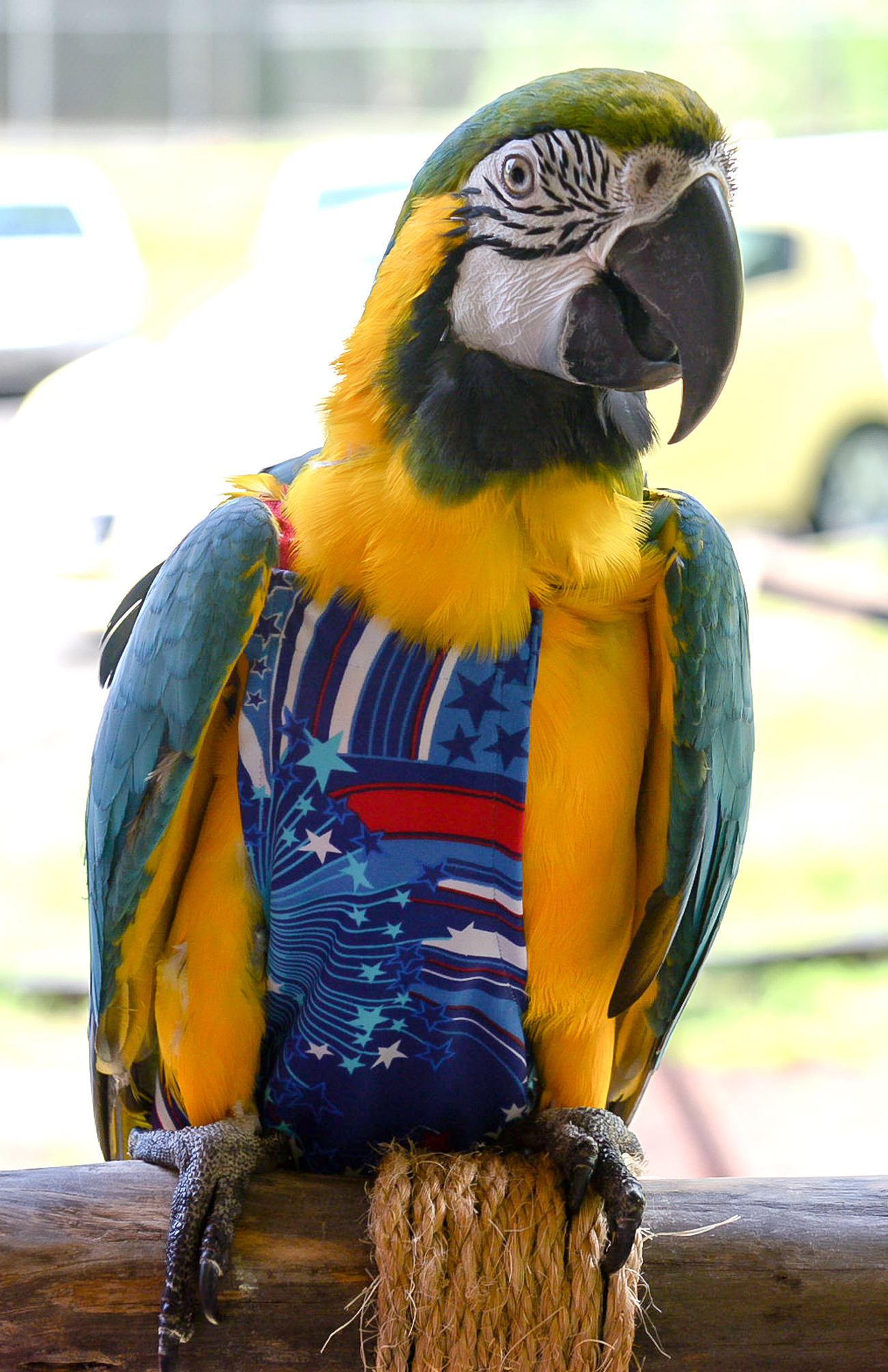 Blue-and-Gold Macaw — vivid blue and yellow plumage — an HFFN member's bird on Oʻahu