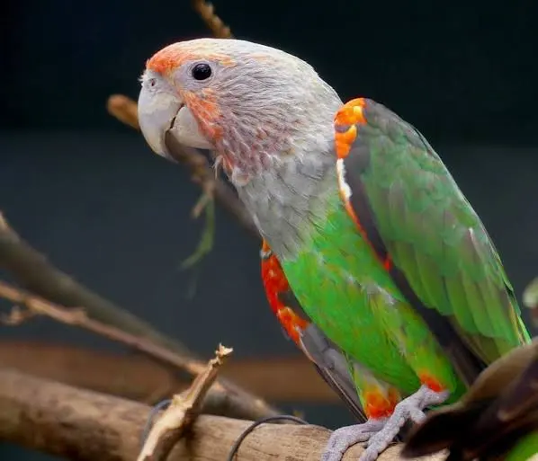 Brown-necked (Niam-niam) Parrot — green body with brown neck and head markings