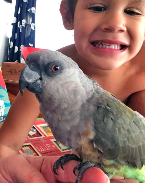 Female Red-bellied Parrot — green belly replacing the male's orange-red — HFFN member's bird