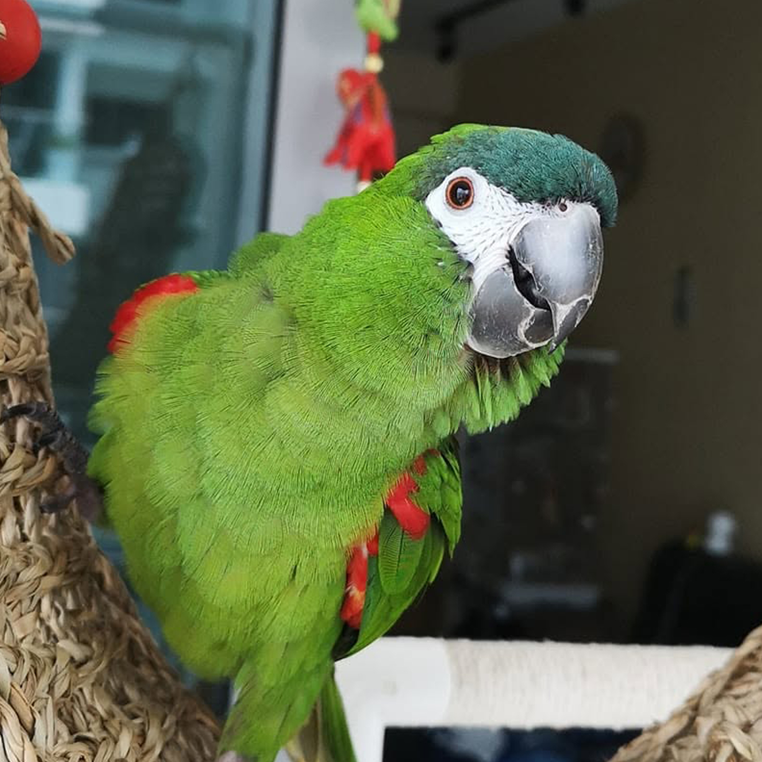 Hahn's Macaw — small green macaw with red shoulder patch and blue forehead