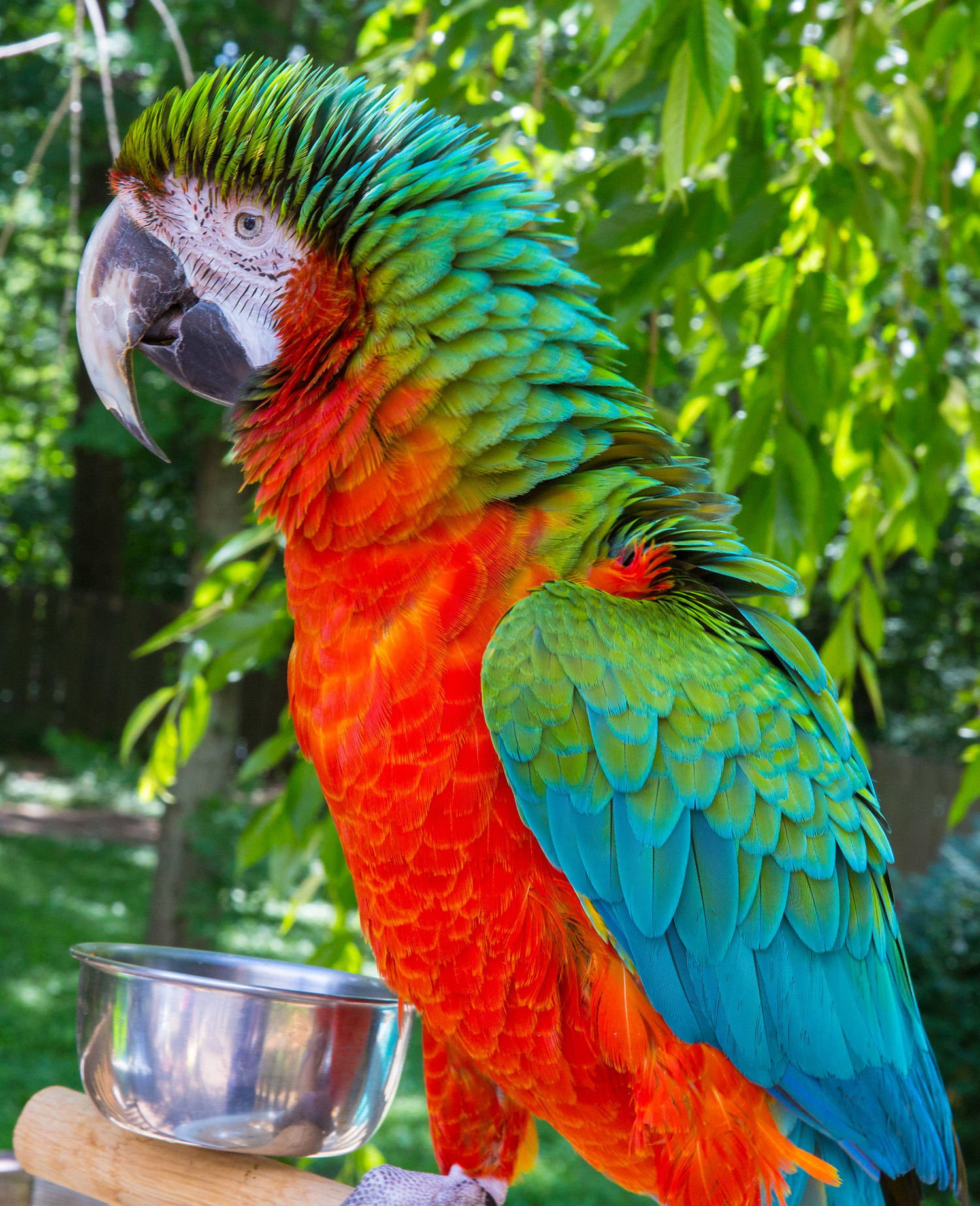 Harlequin Macaw — Blue-and-Gold cross Green-Wing showing vivid orange and blue mixed plumage