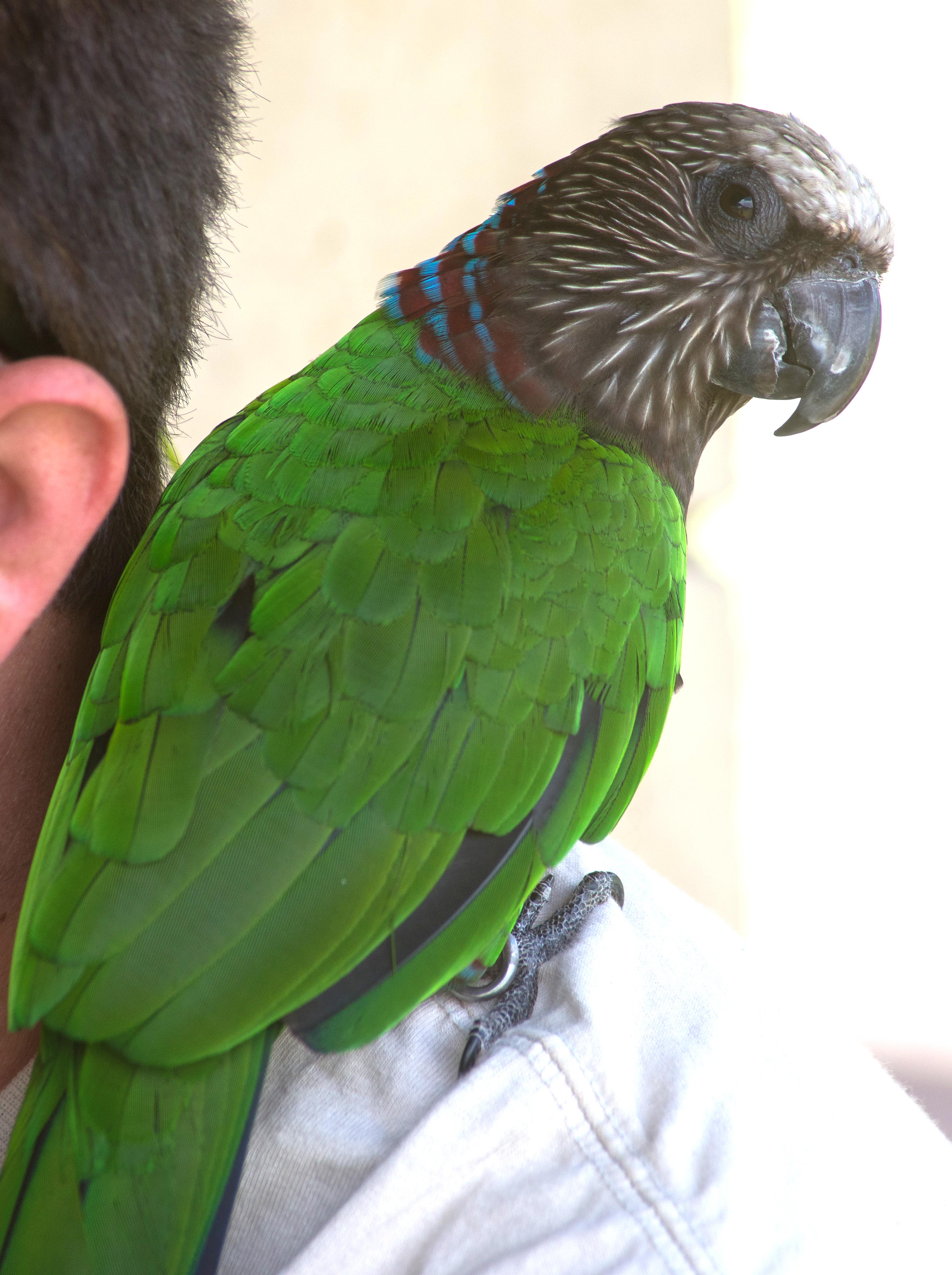 Hawk-Headed Parrot — gallery photo 9 — HFFN member's bird on Oʻahu