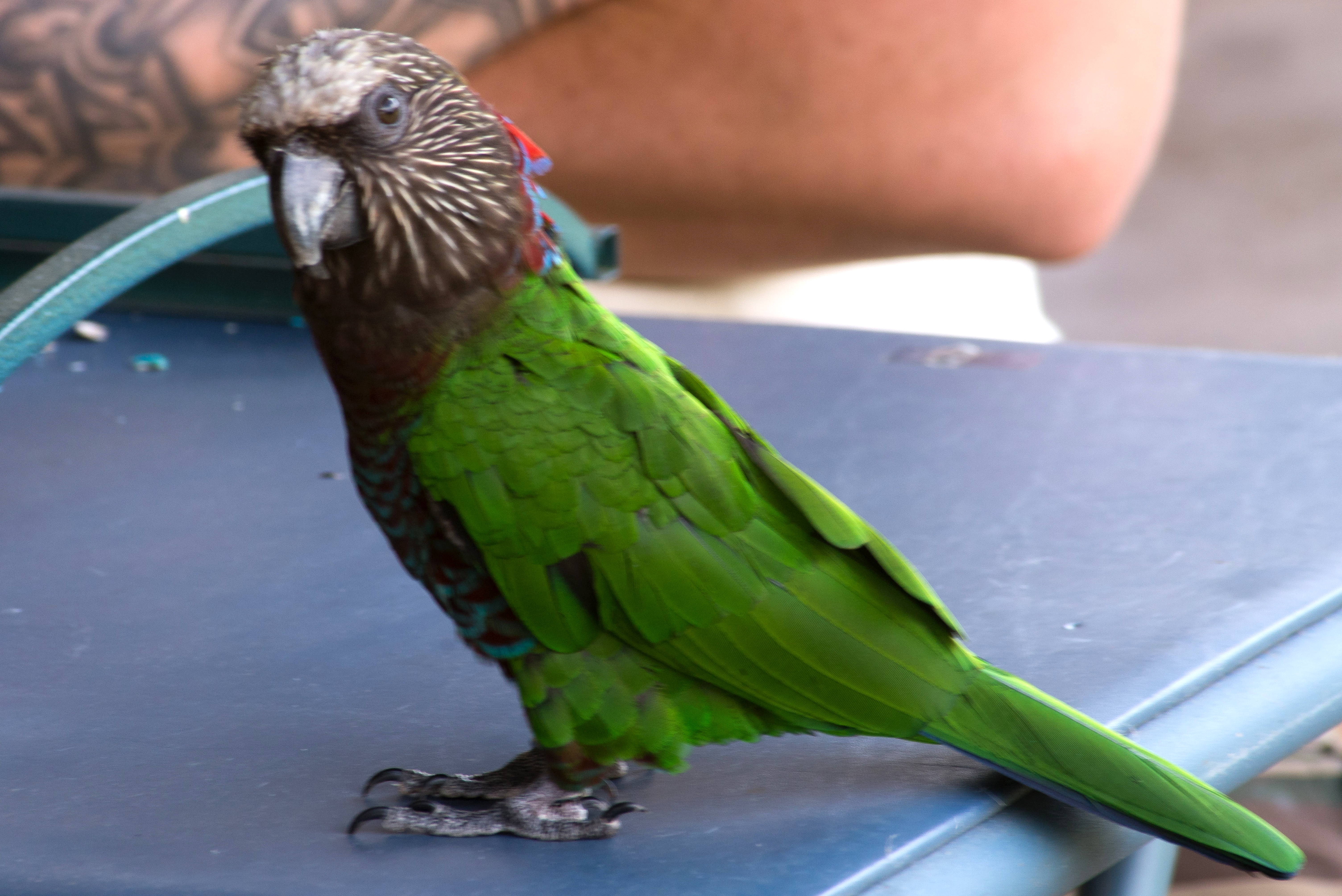 Hawk-Headed Parrot — gallery photo 8 — HFFN member's bird on Oʻahu