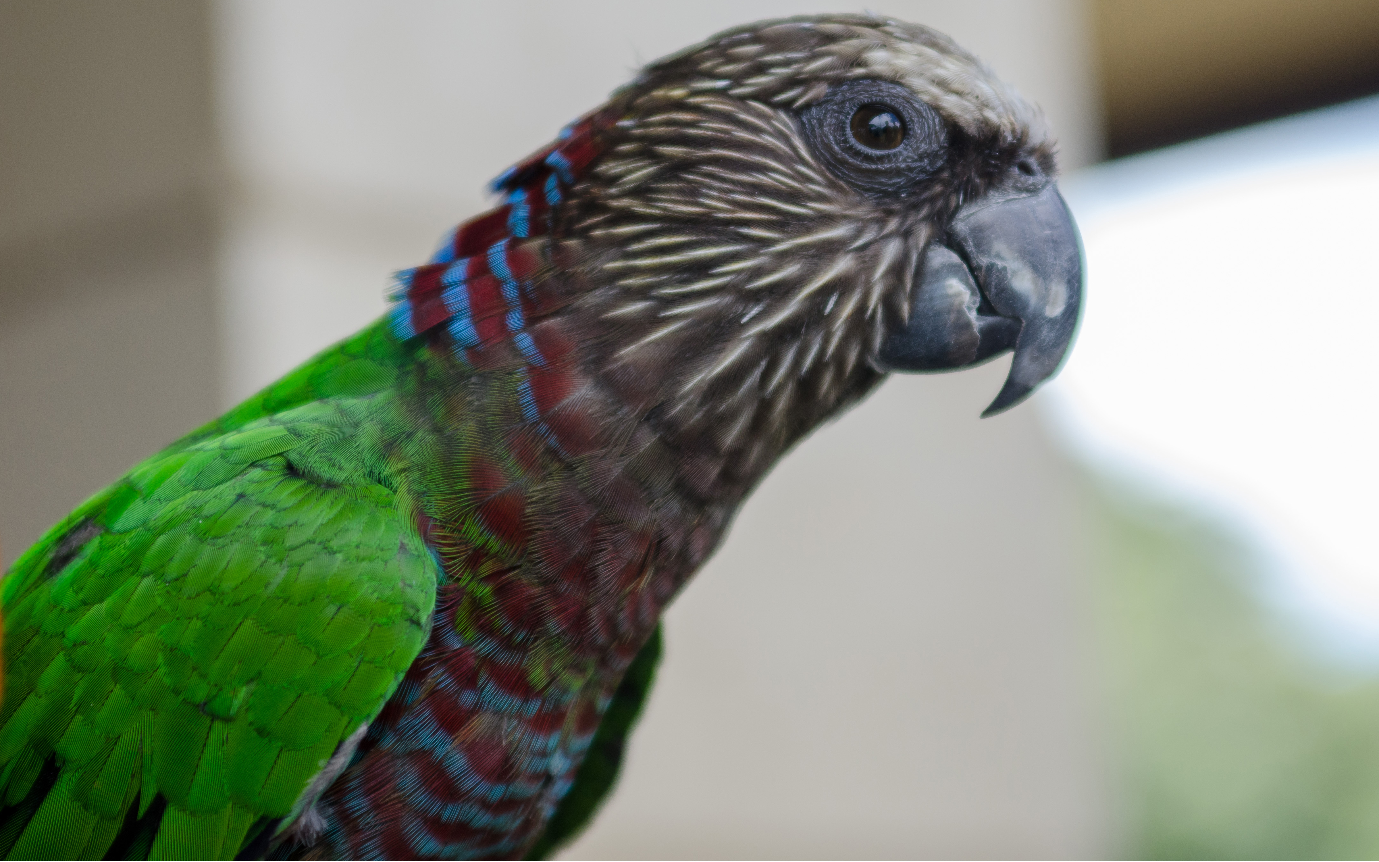 Hawk-Headed Parrot — gallery photo 7 — HFFN member's bird on Oʻahu