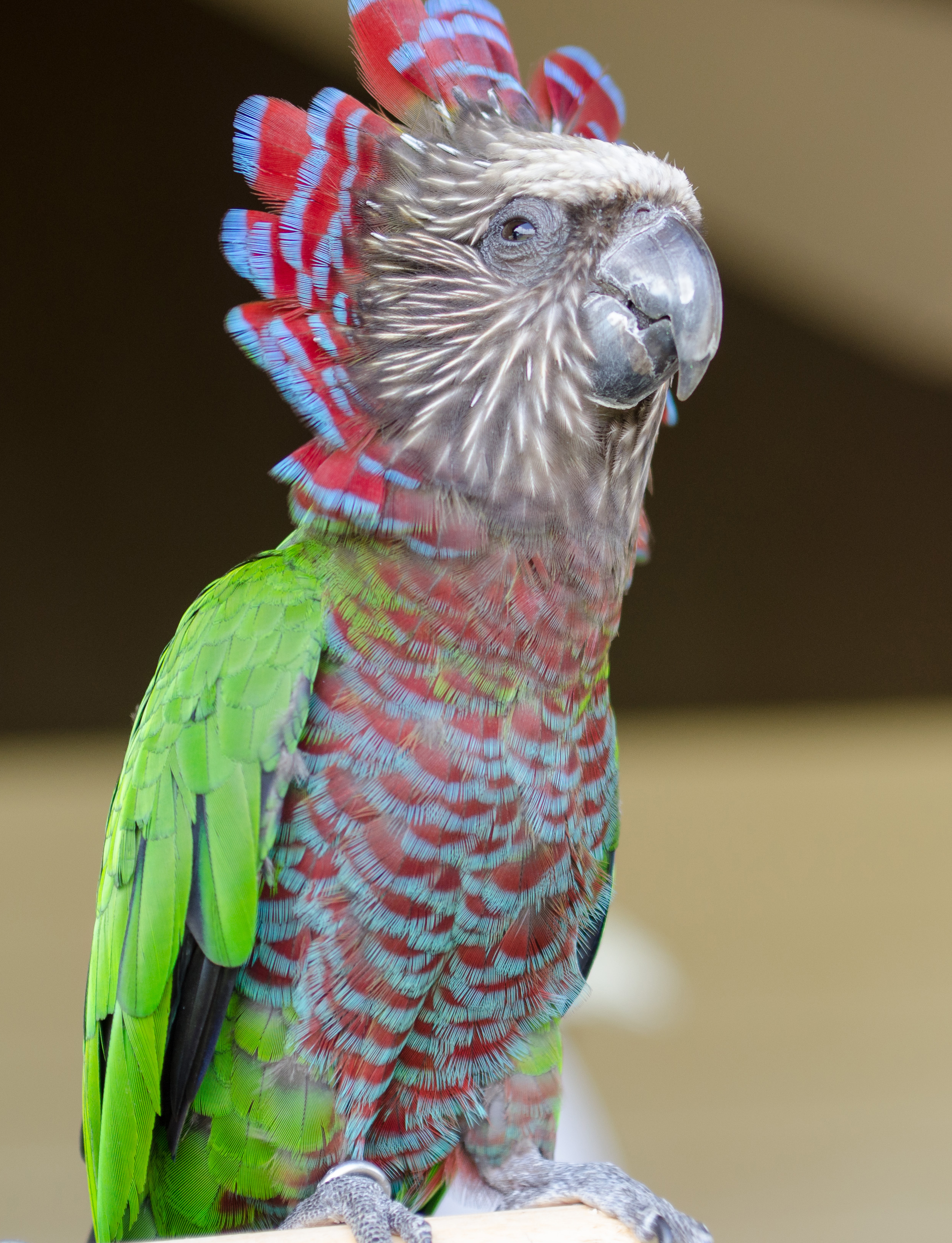 Hawk-Headed Parrot — gallery photo 6 — HFFN member's bird on Oʻahu