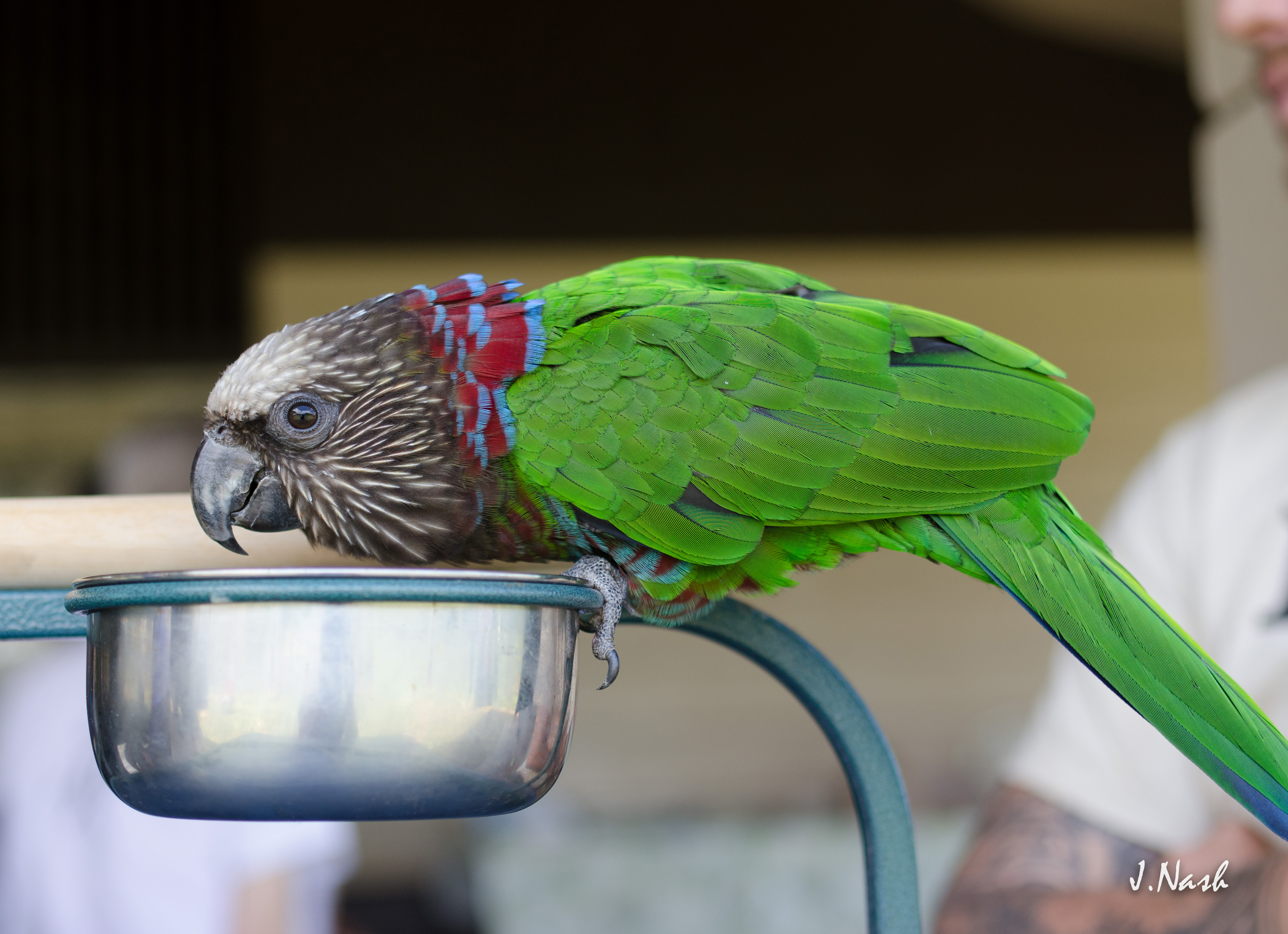 Hawk-Headed Parrot — gallery photo 5 — HFFN member's bird on Oʻahu