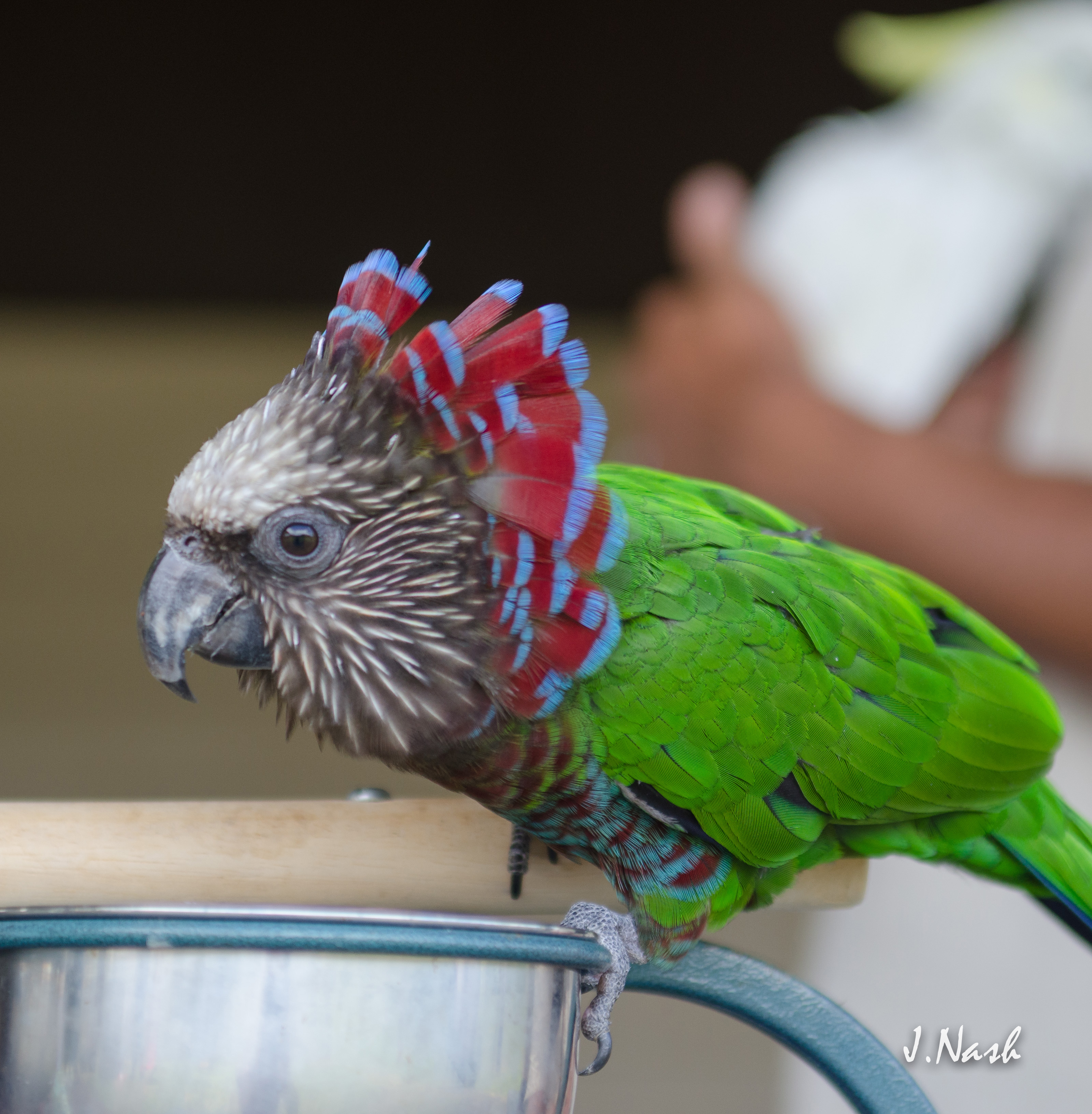 Hawk-Headed Parrot — gallery photo 4 — HFFN member's bird on Oʻahu