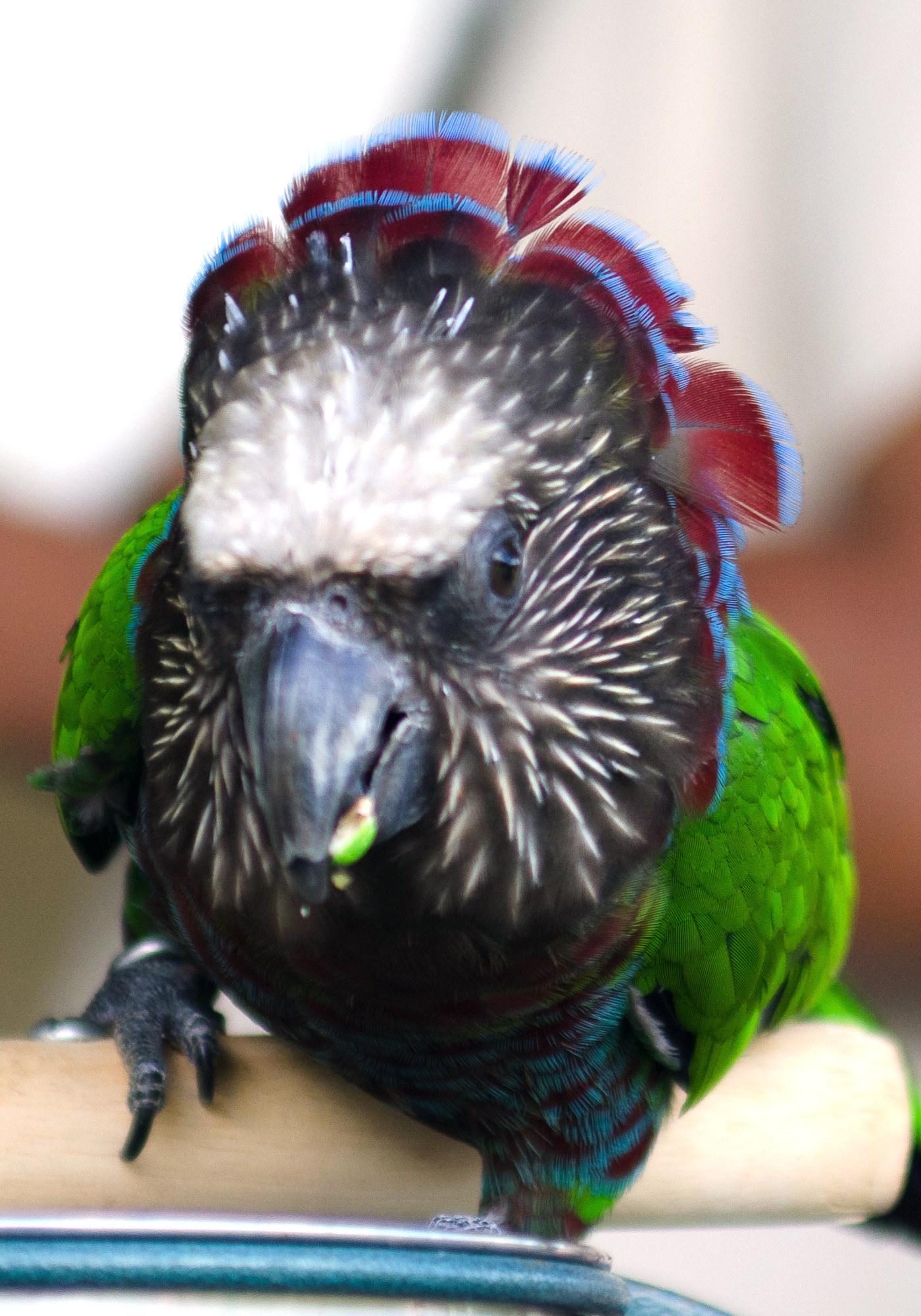 Hawk-Headed Parrot — gallery photo 3 — HFFN member's bird on Oʻahu
