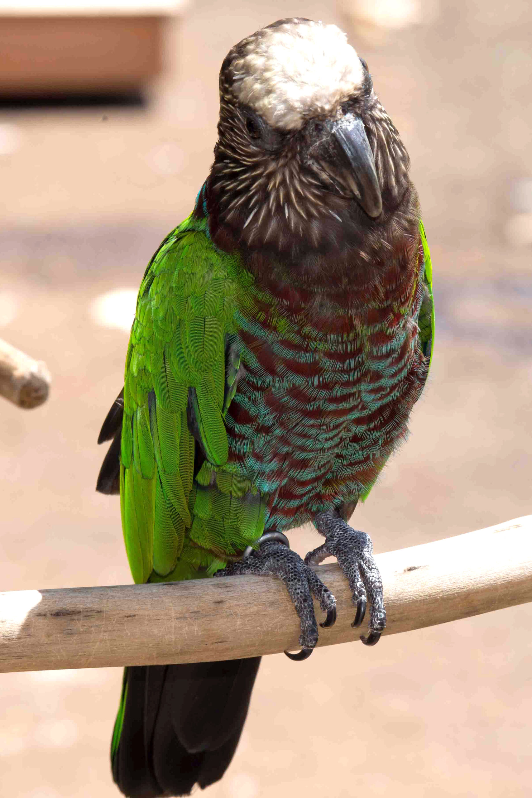 Hawk-Headed Parrot — gallery photo 2 — HFFN member's bird on Oʻahu