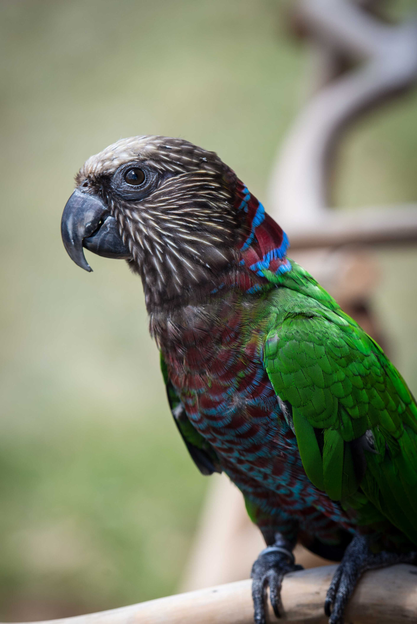 Hawk-Headed Parrot — gallery photo 1 — HFFN member's bird on Oʻahu