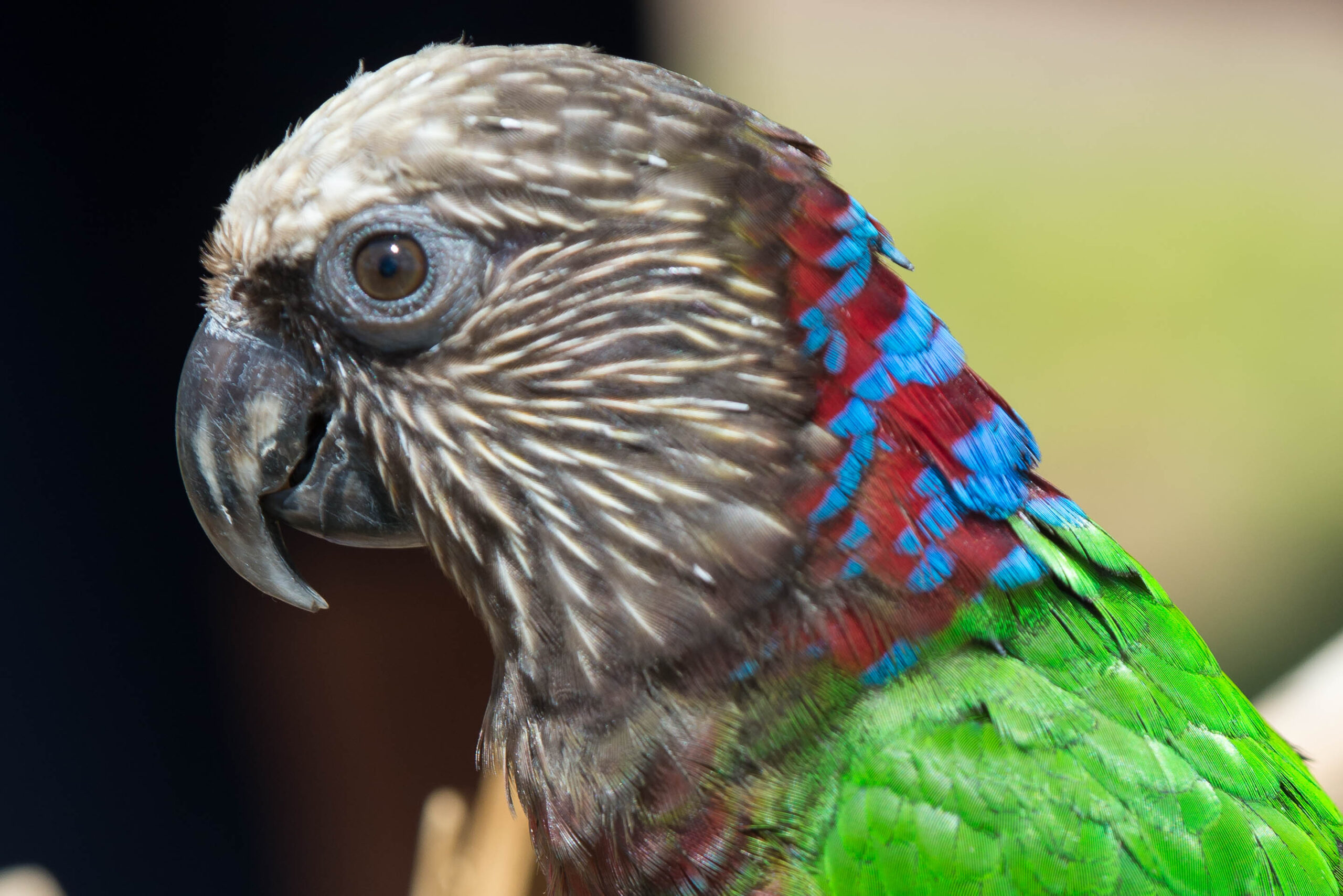 Hawk-Headed Parrot at play — active and curious — HFFN member's bird on Oʻahu
