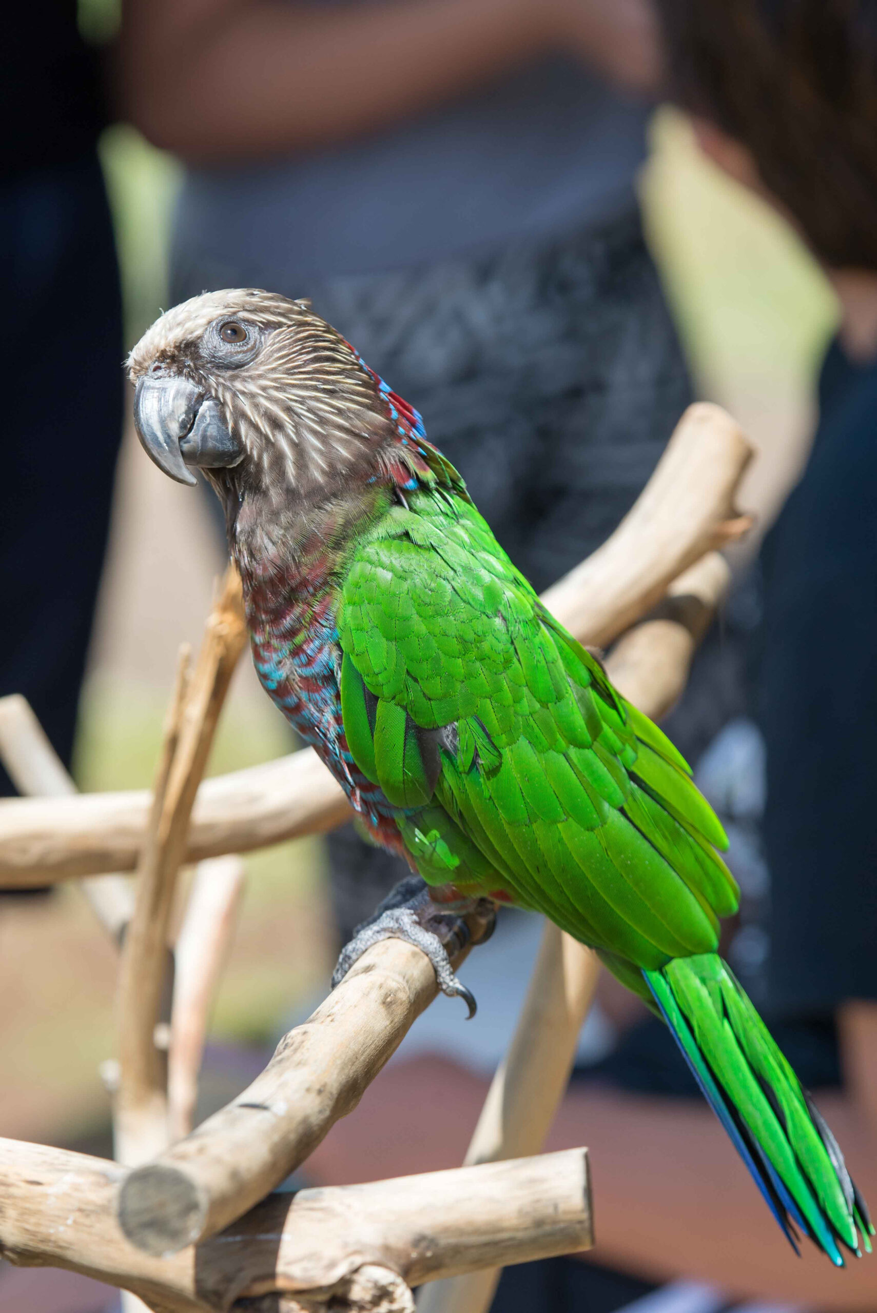 Hawk-Headed Parrot interacting with keeper — showing affectionate side — HFFN member's bird