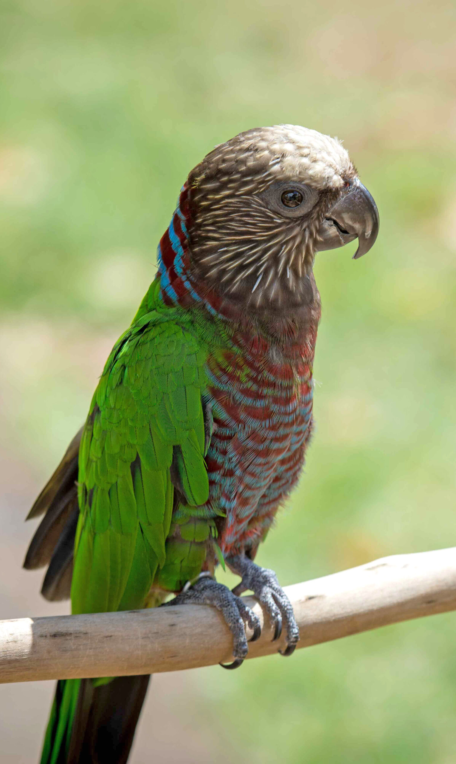 Hawk-Headed Parrot — alert and expressive — HFFN member's bird on Oʻahu