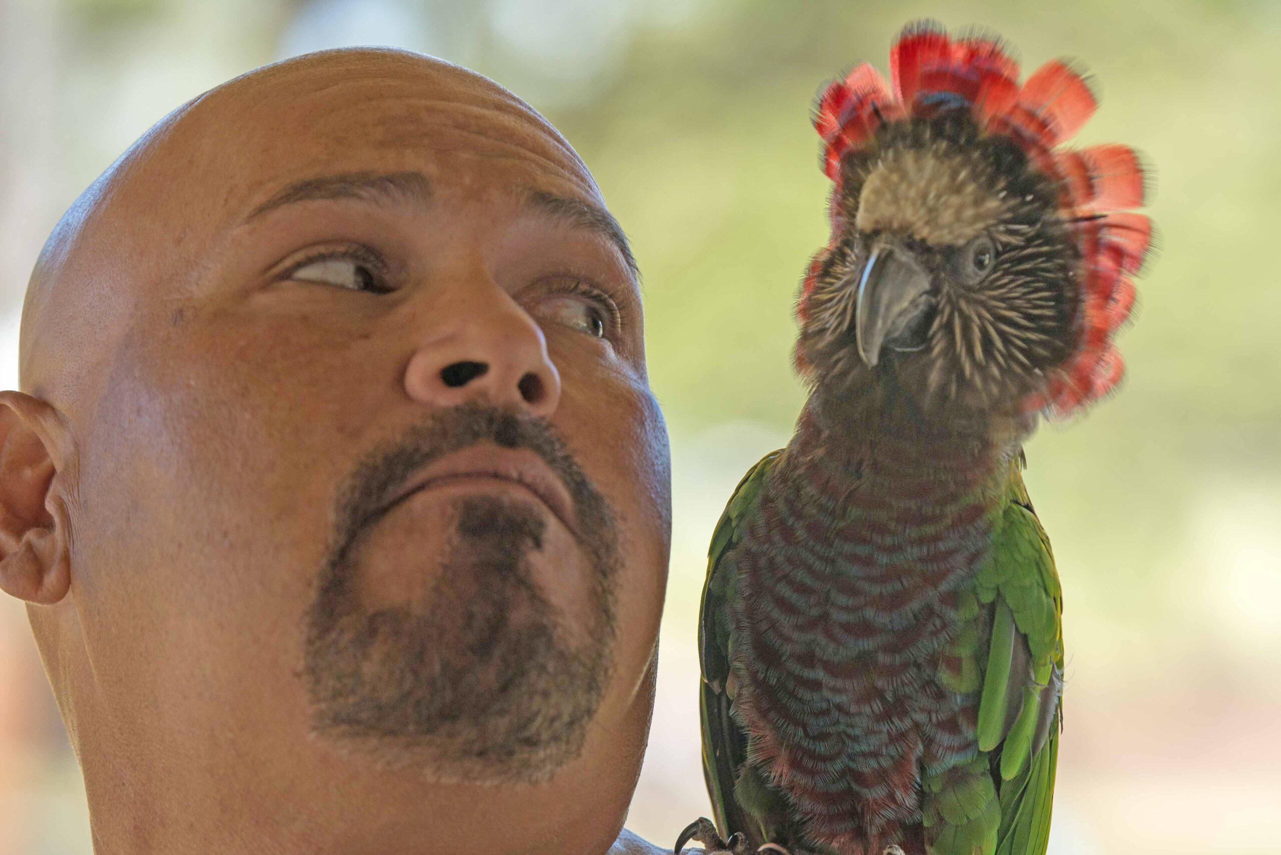 Hawk-Headed Parrot — fan fully extended — HFFN member's bird on Oʻahu