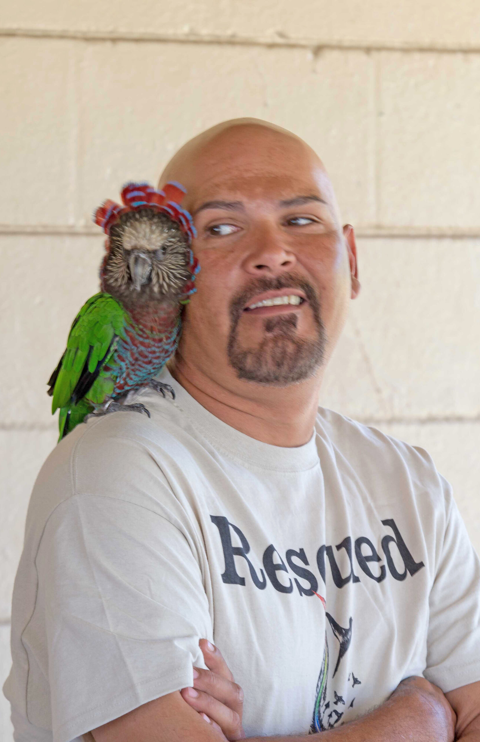 Hawk-Headed Parrot — fan mid-display — HFFN member's bird on Oʻahu