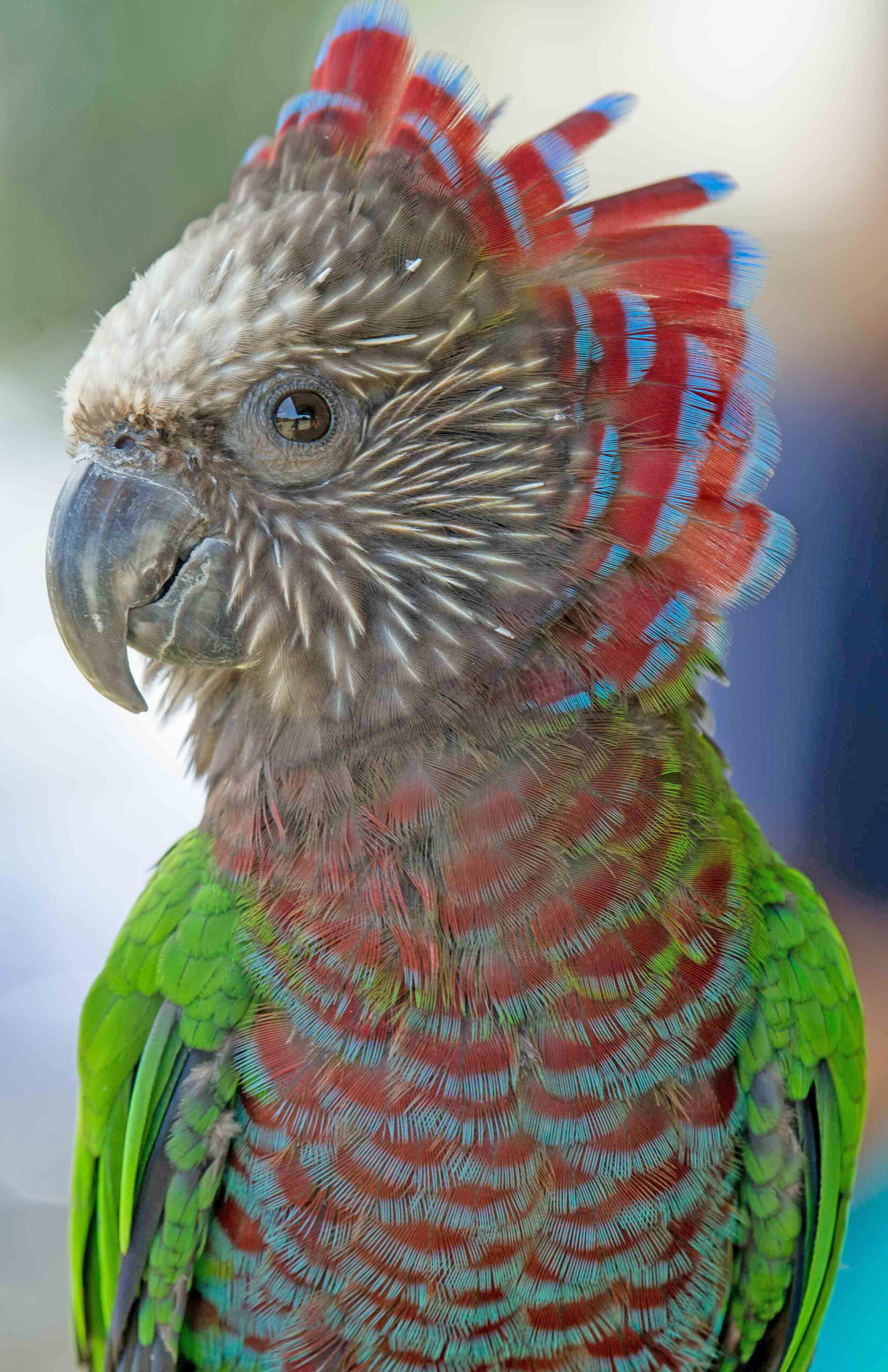 Hawk-Headed Parrot — fan display sequence — HFFN member's bird on Oʻahu
