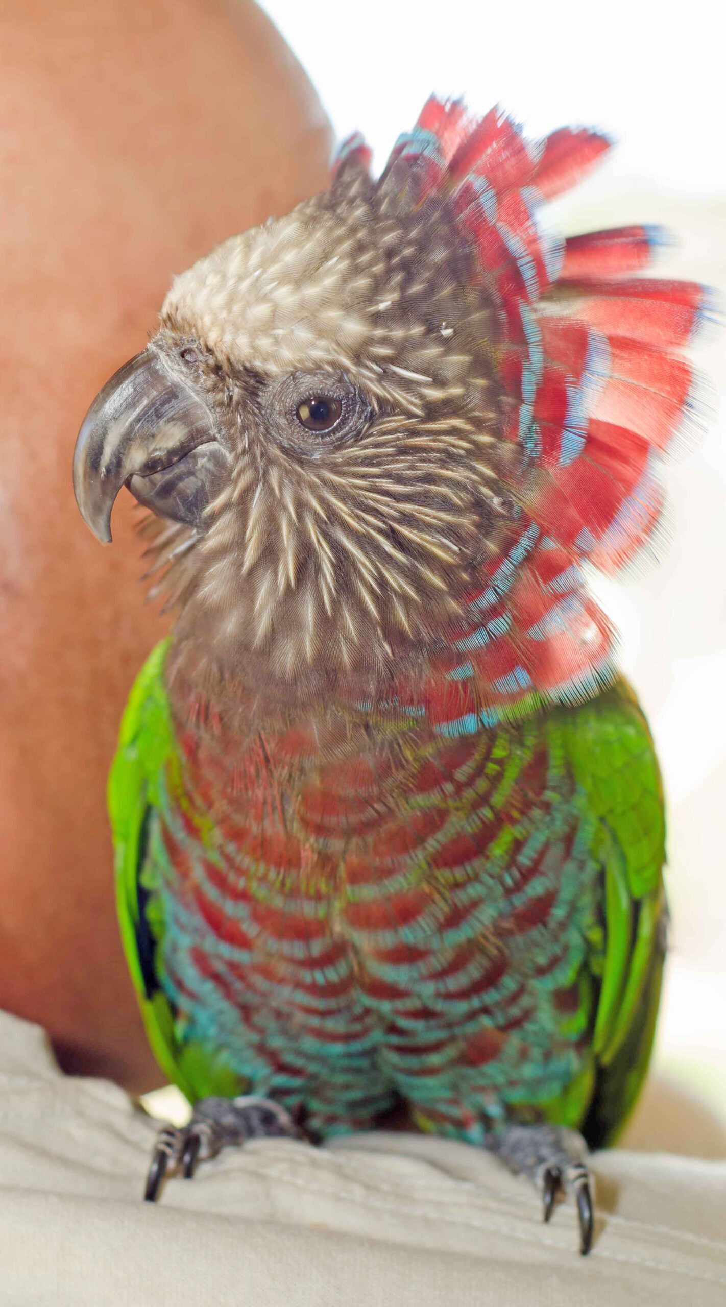 Hawk-Headed Parrot in profile showing fan display — vivid red and blue banded neck feathers